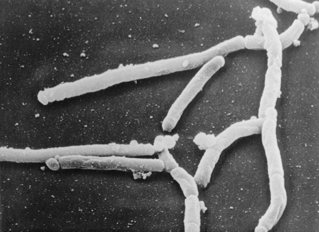 Detail of Scientific Depiction of Bacteria by Anonymous