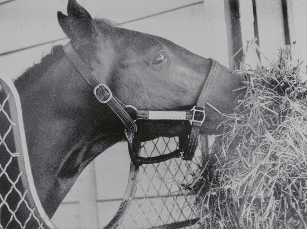 Detail of Horse Eating Alfalfa by Anonymous