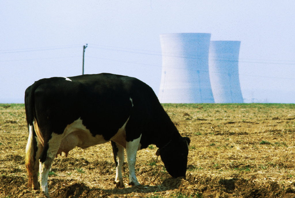 Detail of Cow Grazing in Front of Three Mile Island Power Plant by Anonymous