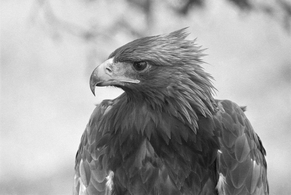 Detail of Head of a Golden Eagle by Anonymous