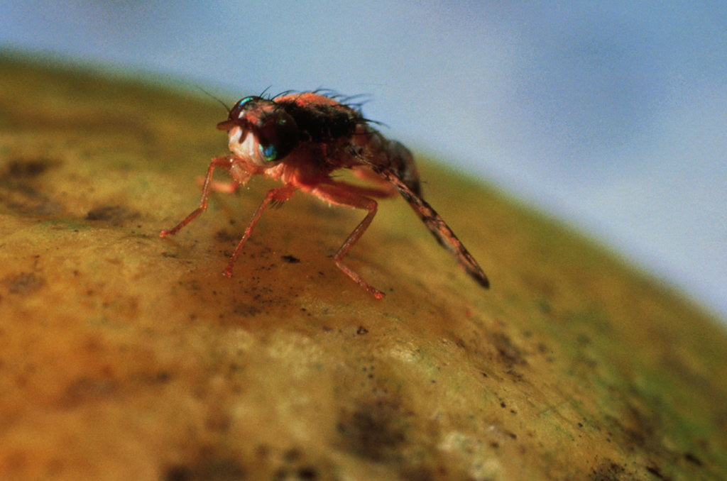 Detail of Mediterranean Fruit Fly by Anonymous