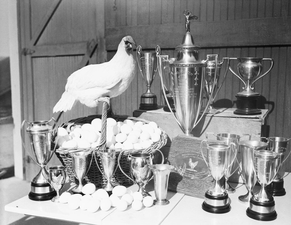 Detail of Leghorn and Her Eggs with Trophy for Egg Laying by Anonymous