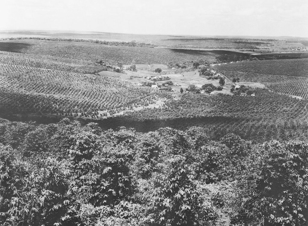 Detail of Coffee Plantation in Brazil by Anonymous