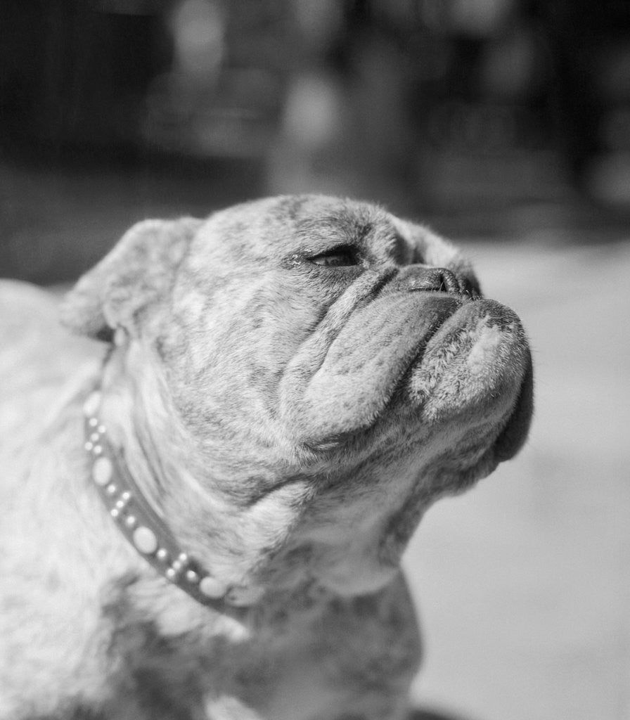 Detail of Winning Bulldog at Dog Show by Anonymous