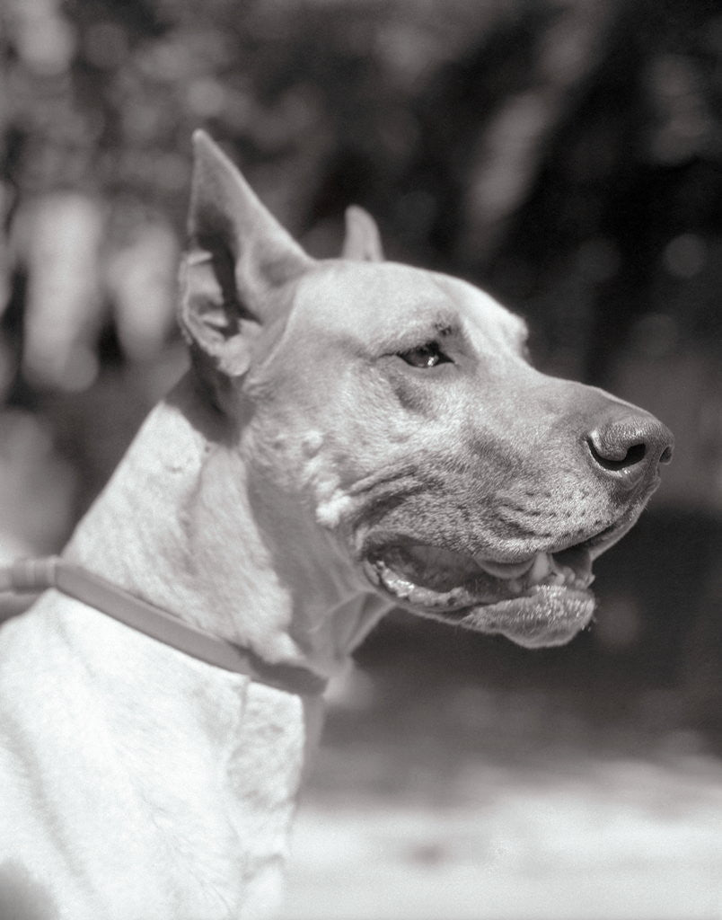 Detail of Winning Great Dane at Dog Show by Anonymous