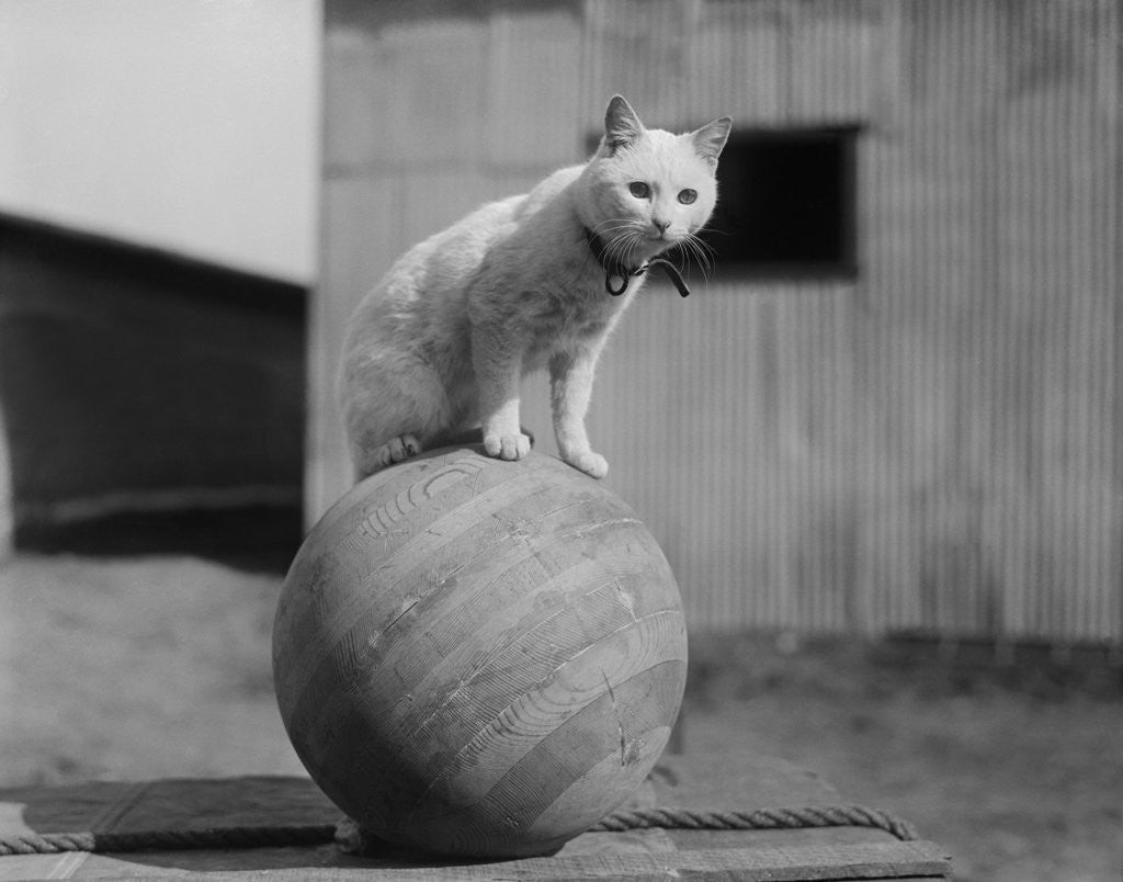 Detail of Cat Standing on Wood Ball by Corbis