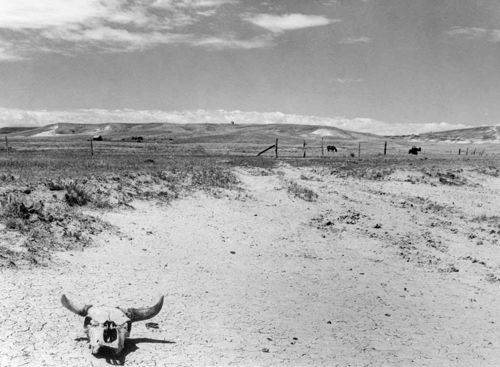 Detail of Drought Scene with Bleached Skull by Anonymous