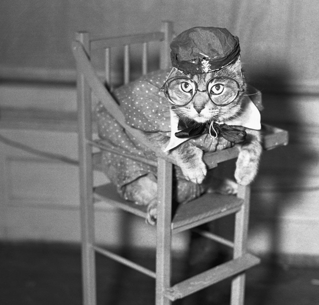 Detail of Persian Cat Wearing a Costume by Anonymous