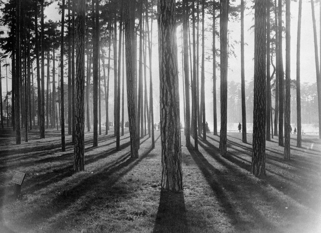 Detail of Lights and Shadows Showing Through the Trees by Anonymous