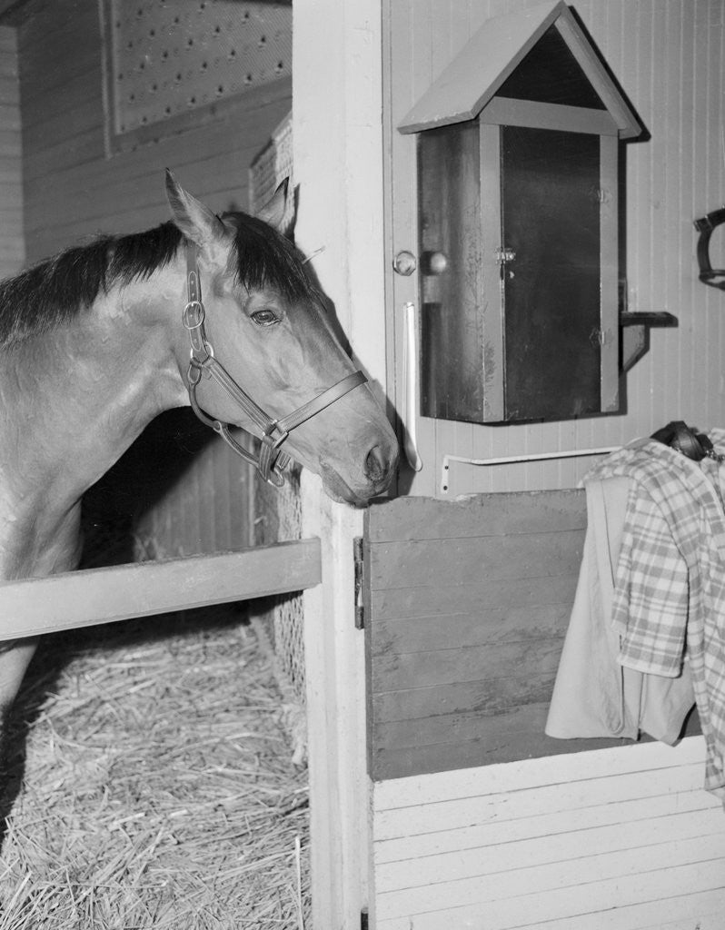 Detail of Racehorse Seabiscuit by Corbis