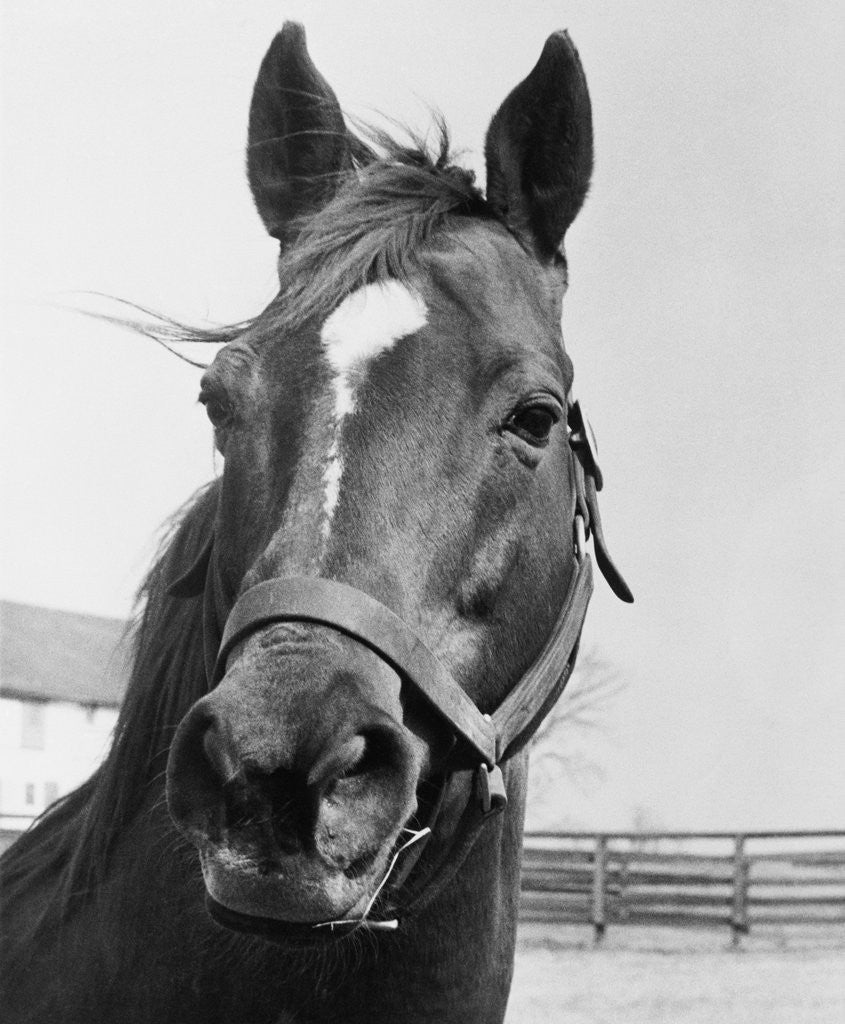 Detail of Man O' War Relaxing on His Farm by Anonymous