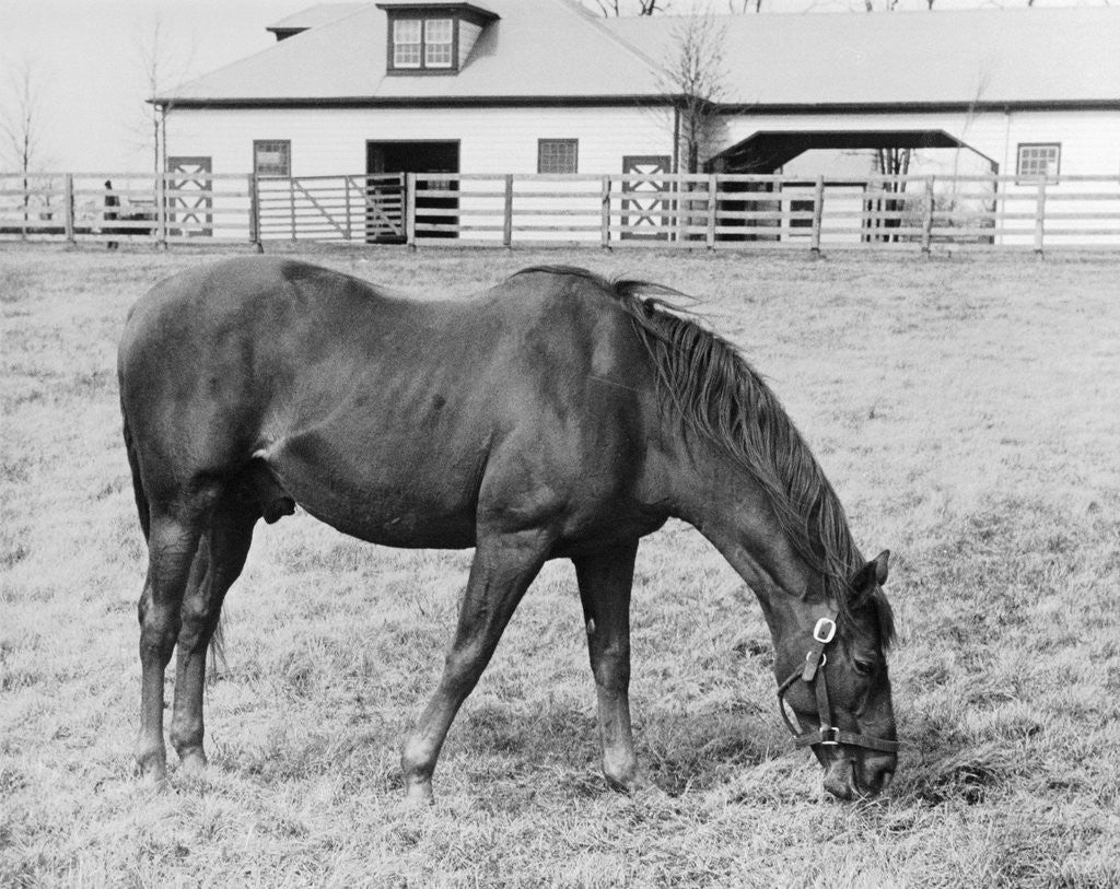 Detail of Man O' War Out to Pasture by Corbis