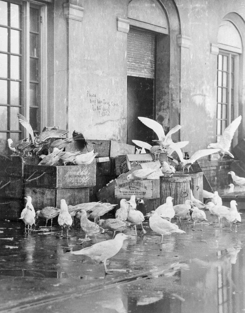 Detail of Shot of Scavenger Birds by Anonymous