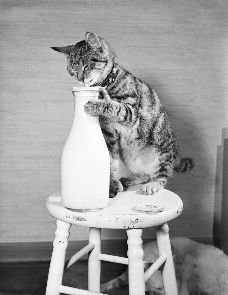Detail of Cat Standing on Stool with Milk Bottle by Corbis