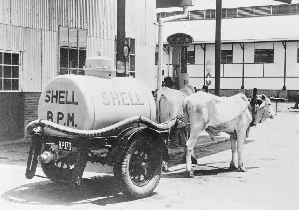 Detail of Oil Tanks Being Drawn by Buffalos by Anonymous