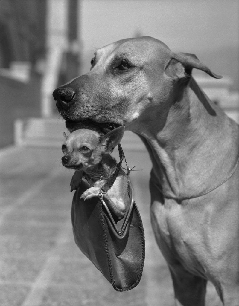 Great Dane Holding Chihuahua in Purse by Corbis