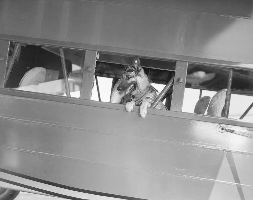Detail of Rin Tin Tin Posing in Airplane by Anonymous