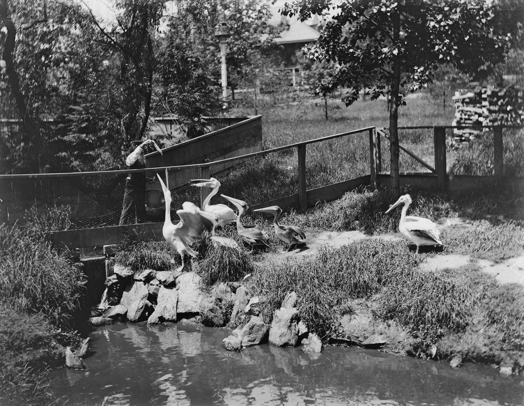 Detail of Pelicans Being Feed at Philadelphia Zoo by Anonymous