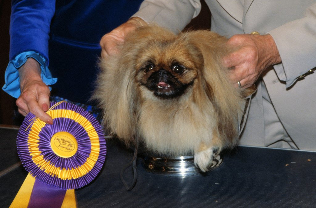 Detail of Dog Sitting on Trophy by Anonymous