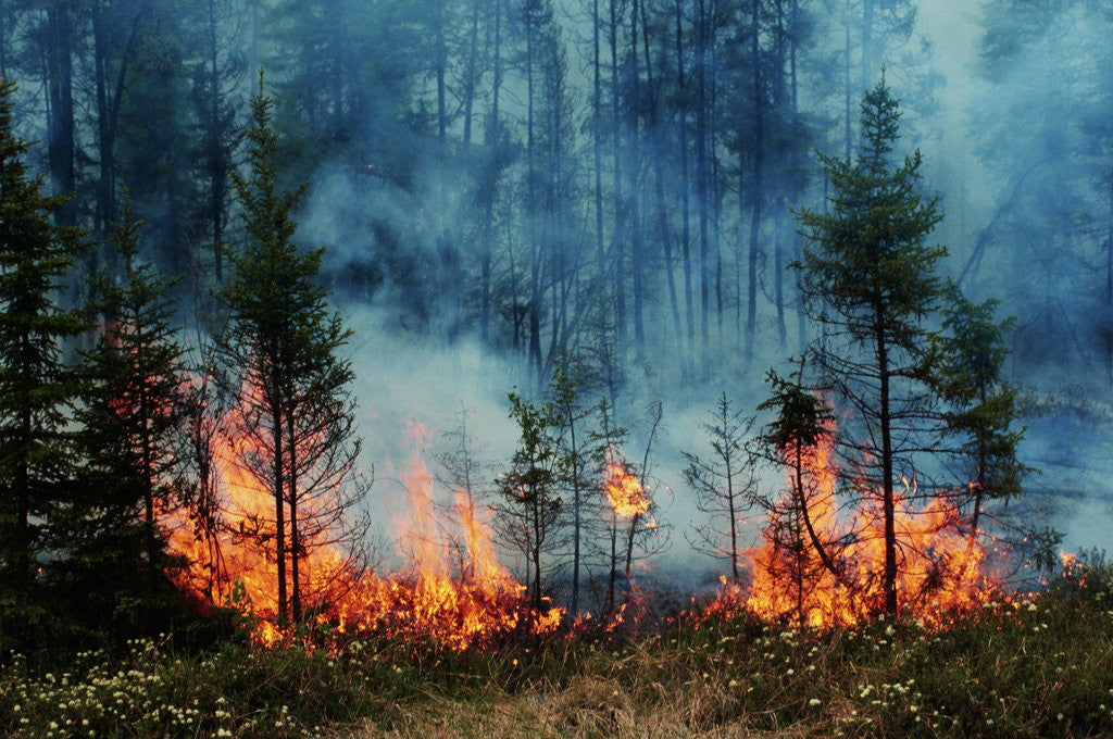 Detail of Forest Fire Blazing by Anonymous