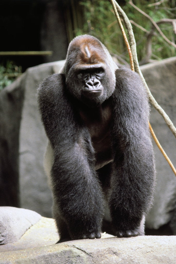 Detail of Gorilla Prancing on Rock Display by Anonymous