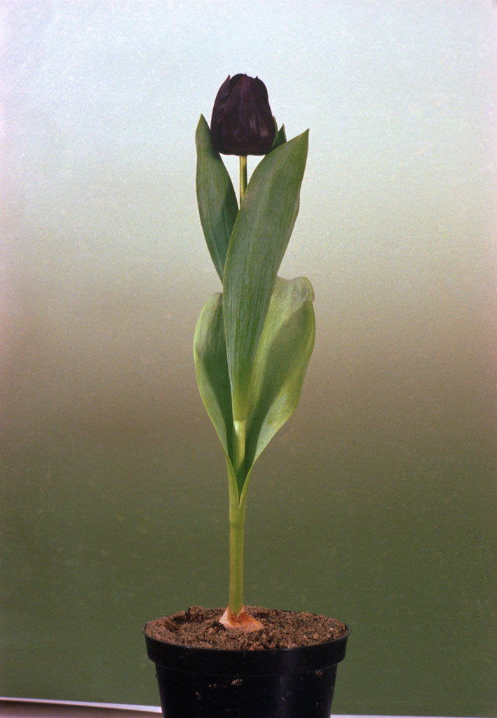 Detail of Black Tulip by Corbis