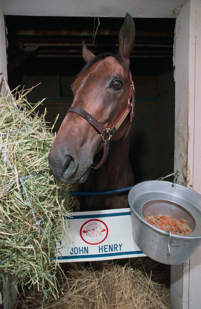 Detail of Thoroughbred Horse Eating Hay by Anonymous
