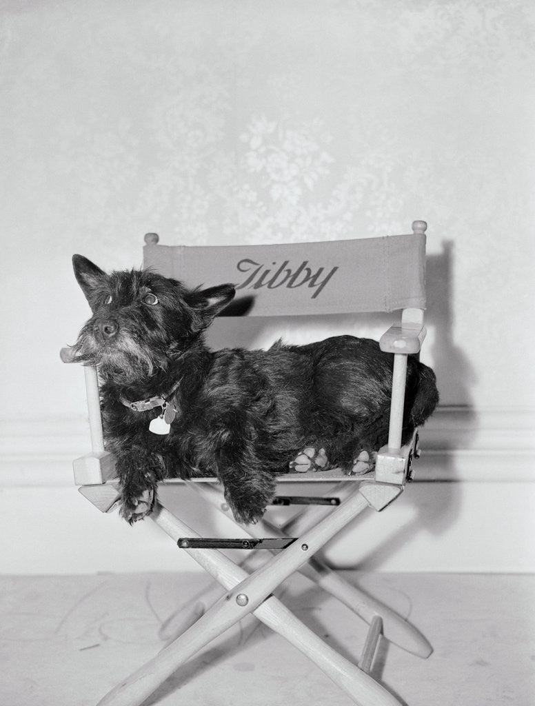 Detail of Bette Davis's Dog Tibby by Anonymous