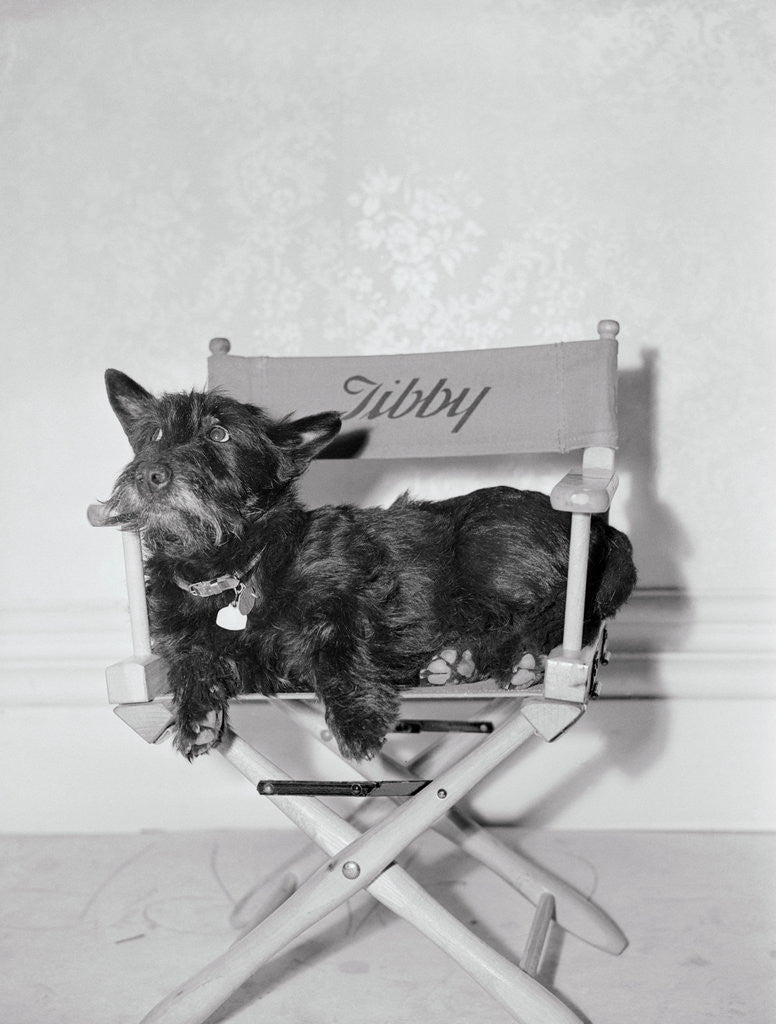 Detail of Bette Davis's Dog Tibby by Corbis