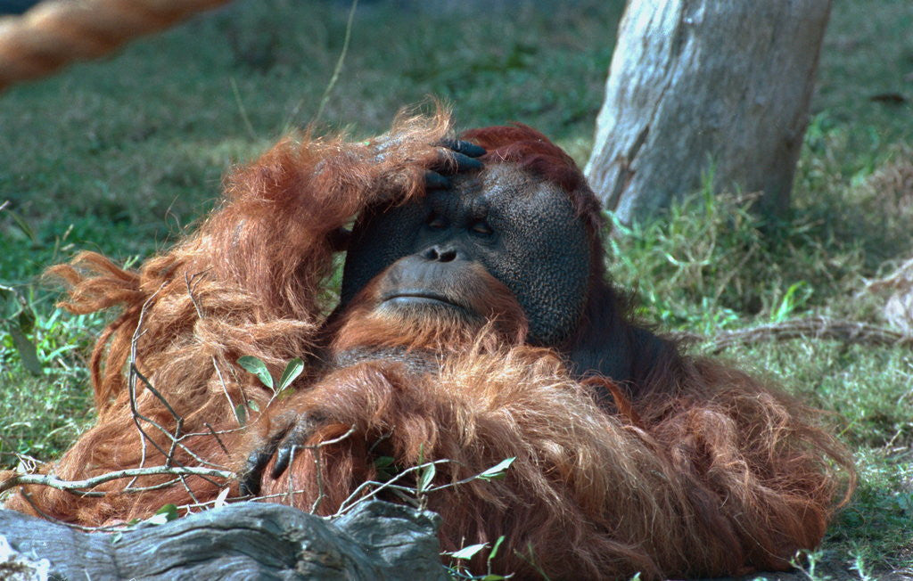 Detail of Orangutan in Unusual Pose by Corbis