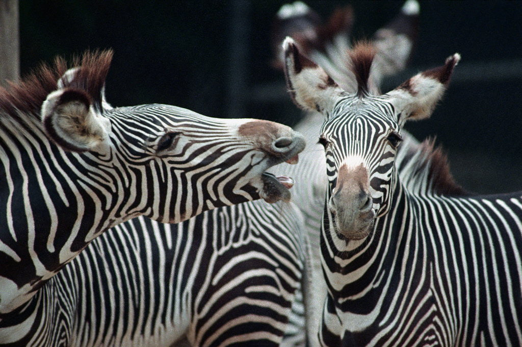 Detail of Zebras as Friends by Anonymous