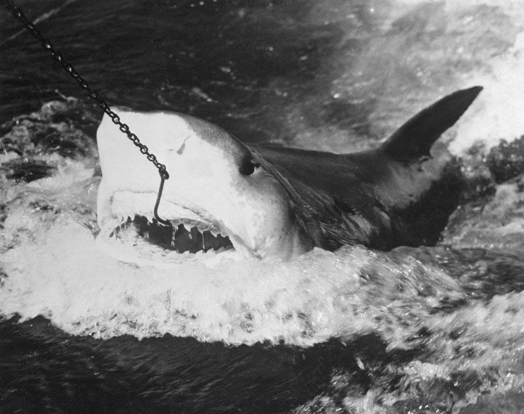 Detail of Large Captured Shark Hooked by the Mouth by Anonymous