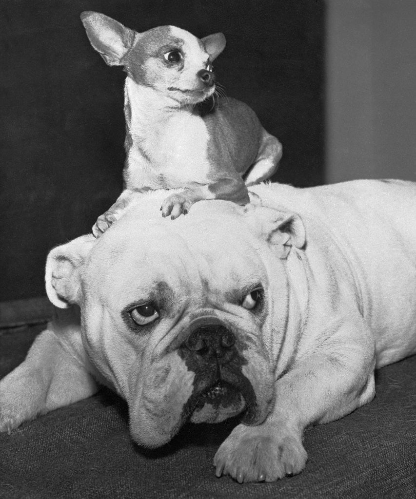 Detail of Chihuahua Seated on a Bulldog by Anonymous