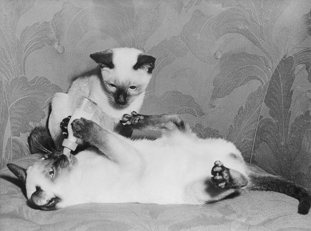 Detail of Siamese Kittens Drinking From Baby Bottle by Anonymous