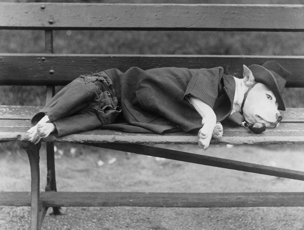Detail of Sleeping Dog in Outfit by Anonymous