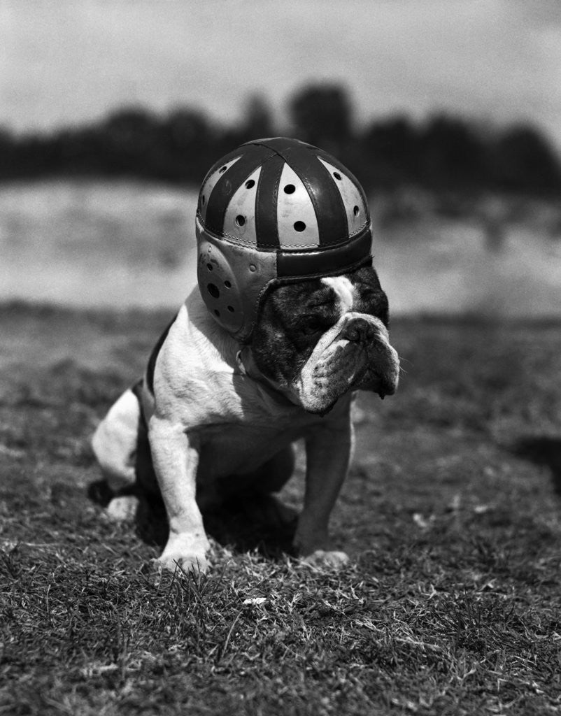 Detail of Dog Wearing Helmet on Football Field by Anonymous