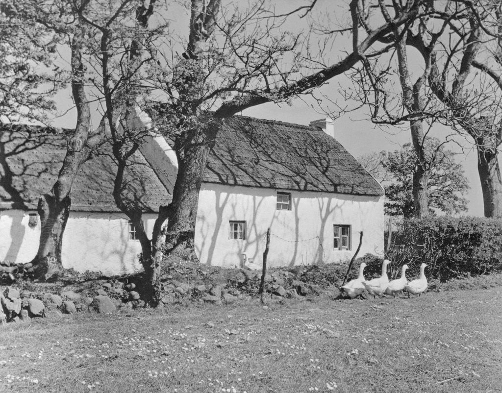 Detail of Geese in Ireland by Anonymous