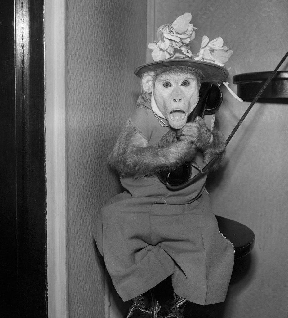 Detail of Monkey Talking on the Telephone by Anonymous