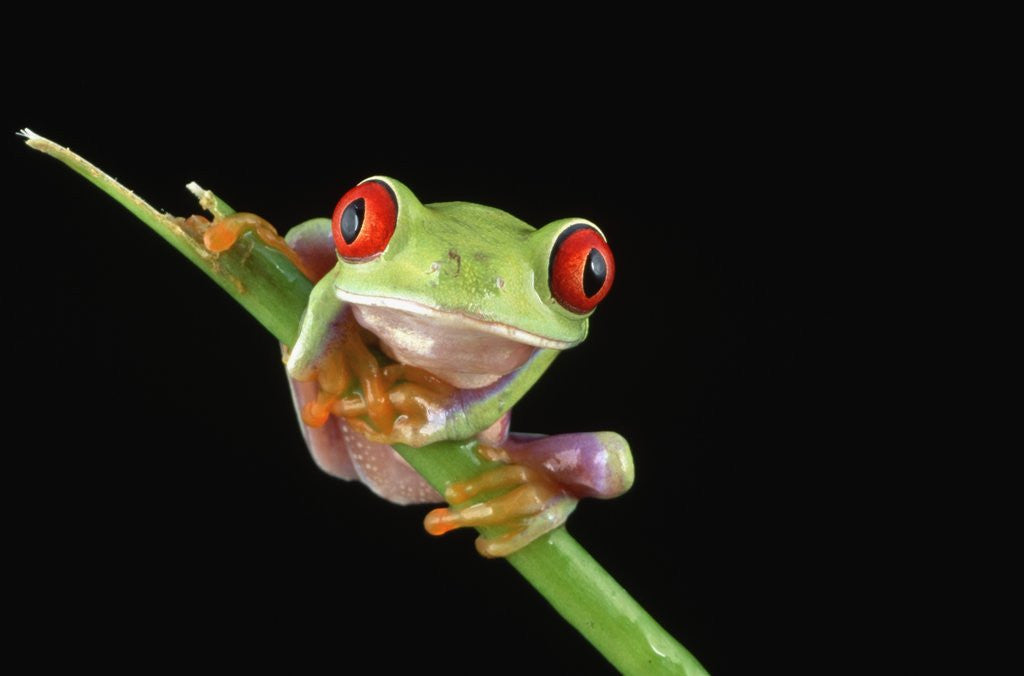 Detail of Red Eyed Tree Frog by Anonymous