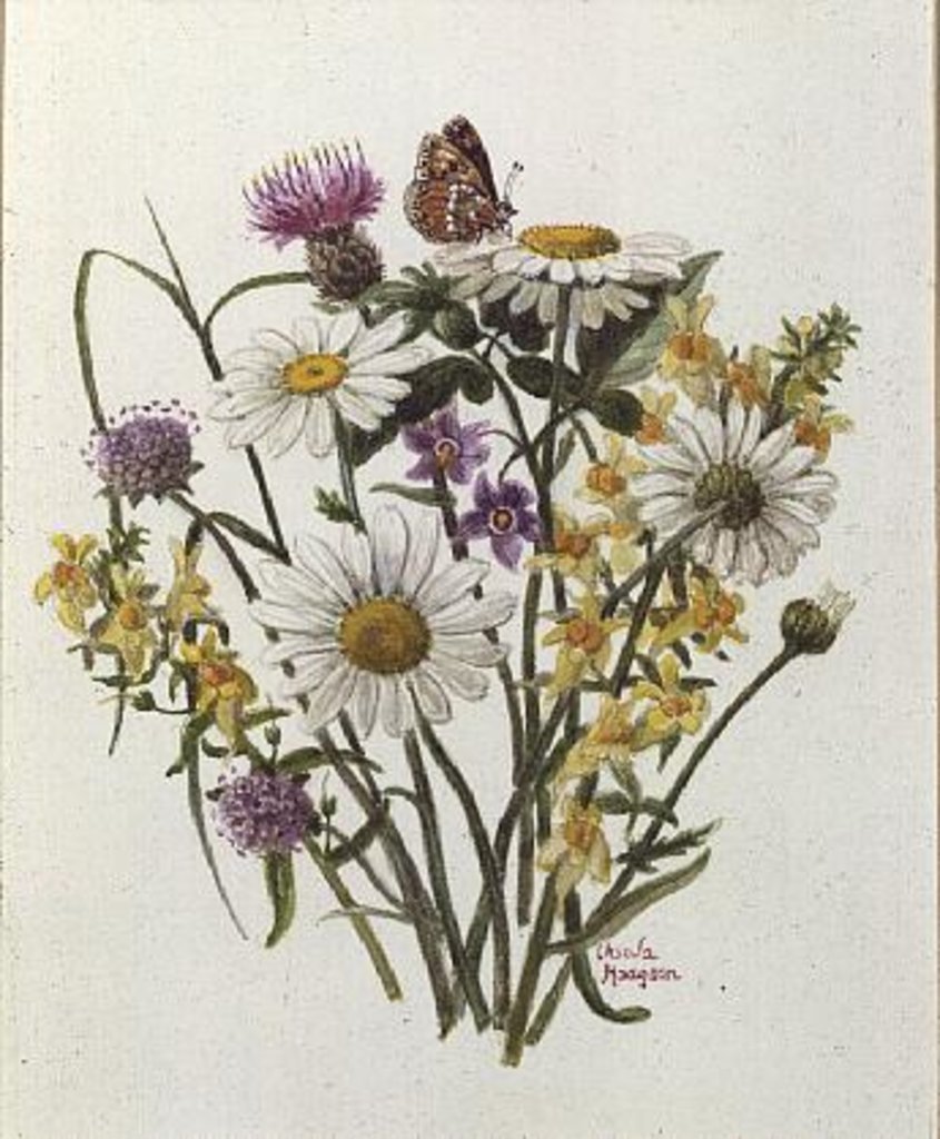 Detail of Knapweed, Ox-eye Daisy and Toad Flax by Ursula Hodgson
