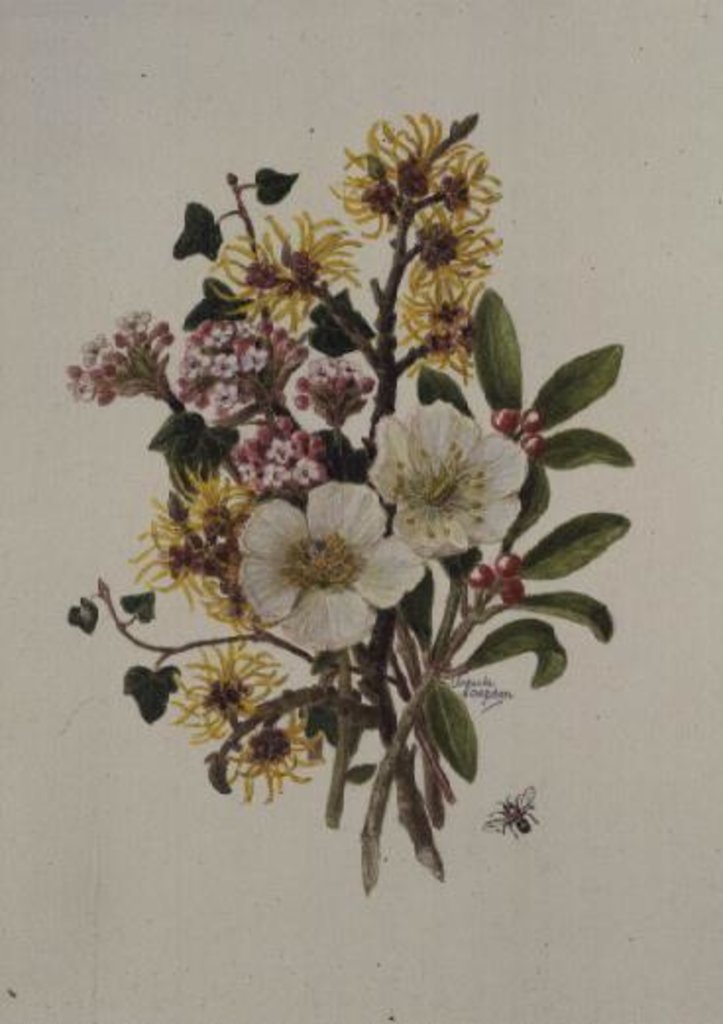 Detail of Skimia Japonica, Hammemelus, Viburnum and Hellebore by Ursula Hodgson