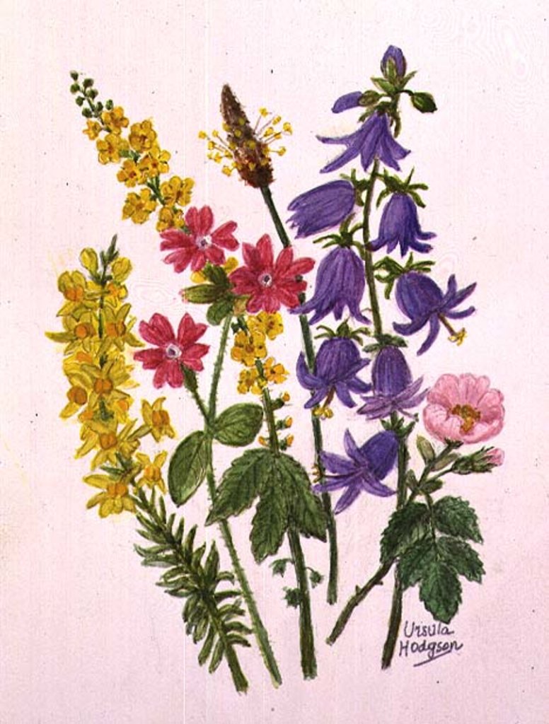 Detail of Bluebells, Broom, Herb Robert and other wild flowers by Ursula Hodgson