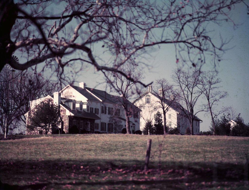 Detail of President Dwight D. Eisenhower by Anonymous