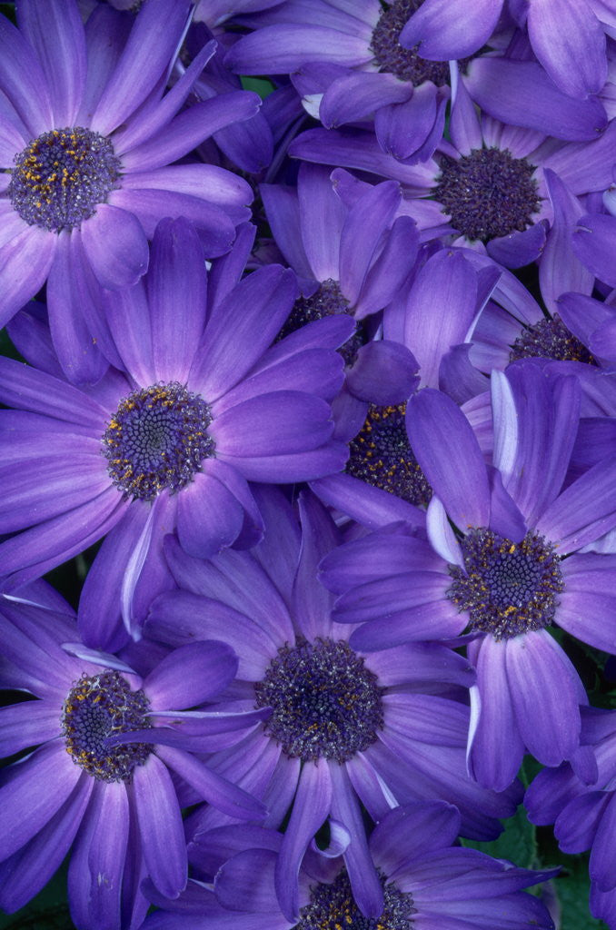 Detail of Purple Cineria Blossoms by Anonymous