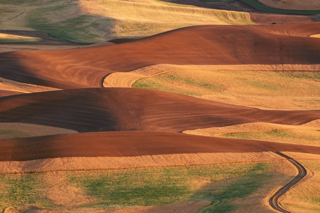 Detail of Fields in the Palouse by Corbis