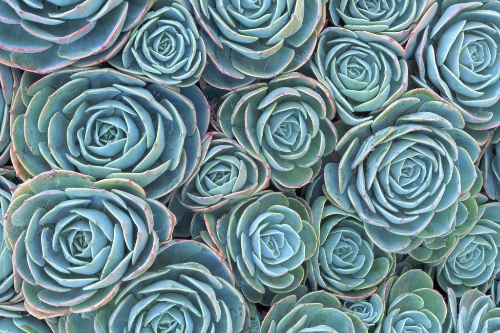 Detail of Succulents by Anonymous
