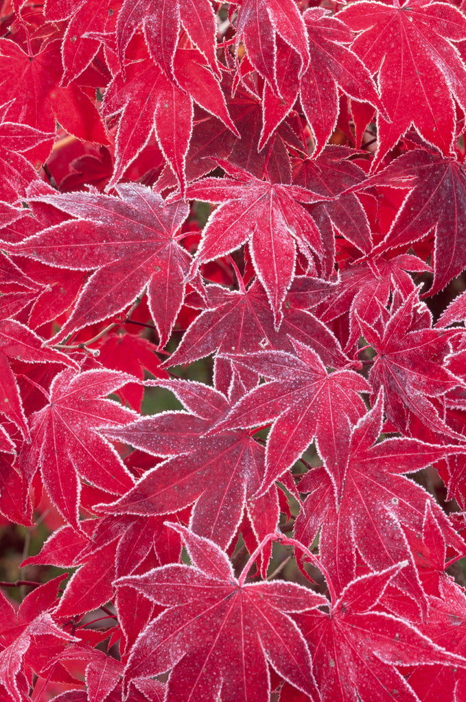 Detail of Frost Covered Japanese Maple Leaves by Anonymous