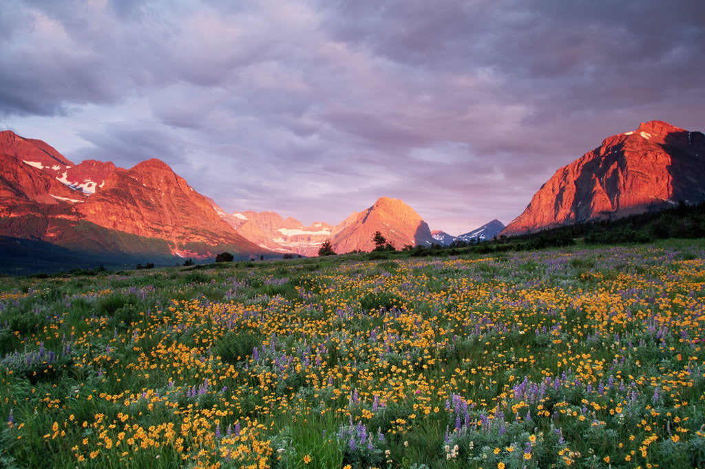 Detail of Glacier National Park by Anonymous