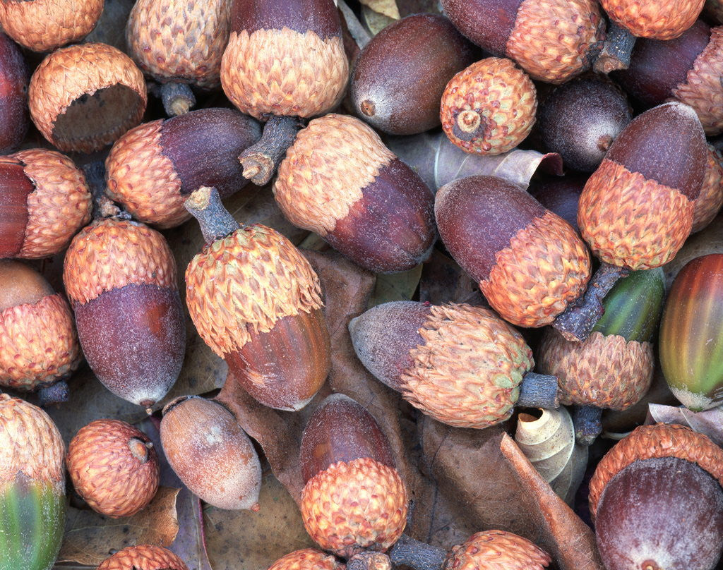 Detail of Acorns by Anonymous