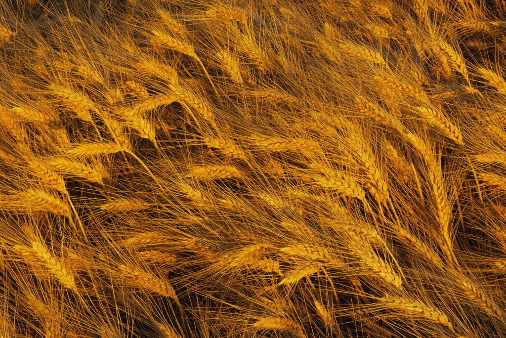 Detail of Wheat Field Ready For Harvest In Washington by Anonymous